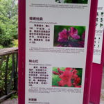Different flowers in the park. The poster tells more information about their characteristics.