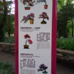 Poster on some plants used in Chinese culture
