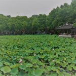 Random lotus pond