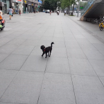 another chengdu pup but black