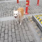 big shanghai pup