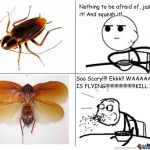 the-cockroach_o_349794