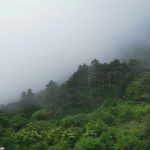 huangshan1 misty forest