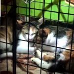 cats for adoption
