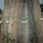 Non-destructive Geometric Measurement of Tree Parts-5 (Screen Res)