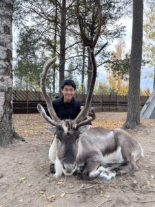 A reindeer sitting on the ground. A person stands behind the reindeer between its antlers